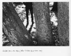 Footfalls Echo in the Memory (After T.S. Eliot’s, ‘Burnt Norton’, 1935), 2012 